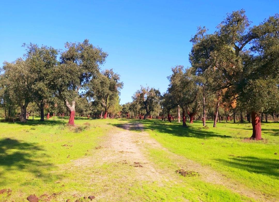 Casas Herdade Do Convento Da Serra Almeirim Exterior foto